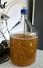 grzybnia w laboratorium